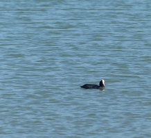 Hawaiian Coot